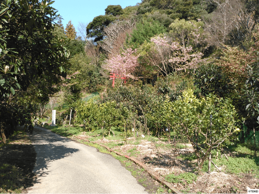 百年の森を造る～　健生園